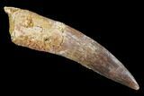Spinosaurus Tooth - Partial Root #91289-1